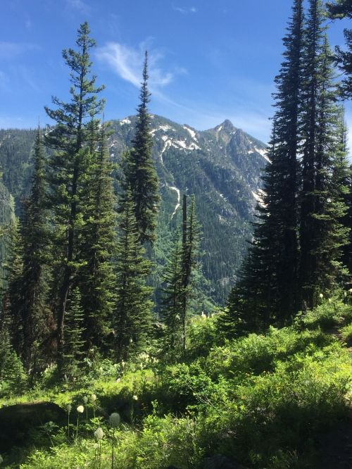 A scenic view of tall pine trees in a lush green landscape, with mountains and a blue sky in the background.