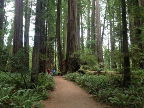 A lush forest with towering redwood trees and a dirt path, where people explore among ferns and greenery.