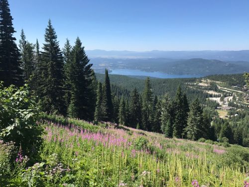 A scenic view of a lush green landscape with purple wildflowers, tall pine trees, and a lake in the distance under a clear blue sky.