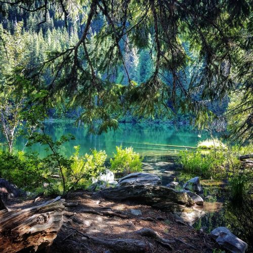 A serene forest scene with a calm green lake surrounded by trees and rocks, reflecting nature's tranquility.