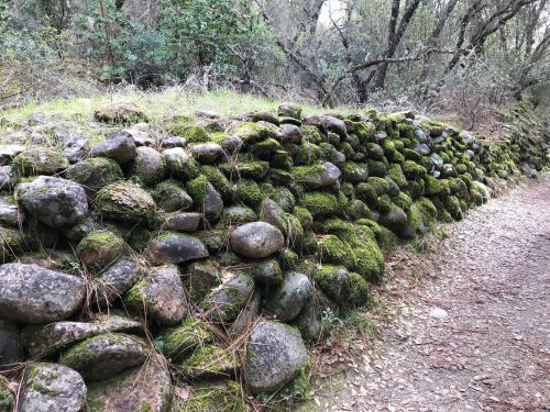 A moss-covered stone wall alongside a dirt path in a wooded area, surrounded by greenery and trees.