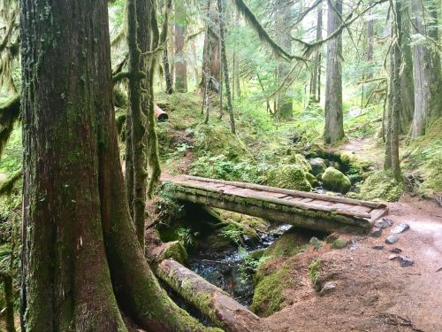 A wooden bridge crosses a small stream in a lush, green forest filled with tall trees and moss.