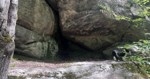 A dog stands near a large rock formation with a cave entrance surrounded by greenery.