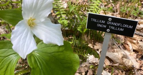 A flower in Tourne Park in New Jersey
