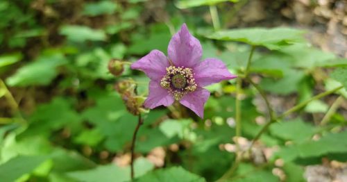 A flower in Tourne Park in New Jersey