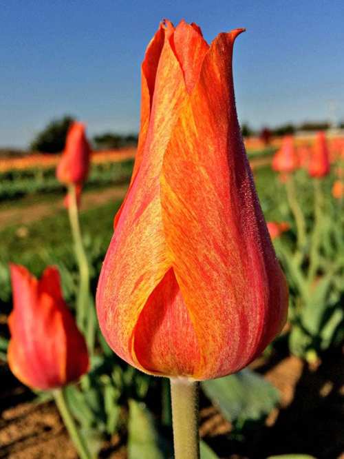 Close-up of a vibrant orange tulip against a field of blooming tulips under a clear blue sky.