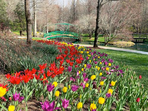 A vibrant garden with red, yellow, and purple tulips in bloom, featuring a green bridge over a serene pond.