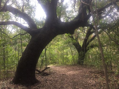 Two large trees with sprawling branches in a lush, green forest setting. Soft light filters through the leaves.