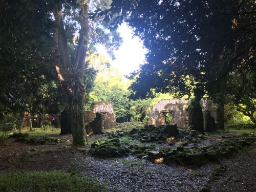 Ruins of an old stone structure surrounded by lush greenery and trees, with sunlight filtering through the foliage.