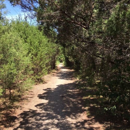A dirt path winding through lush green trees under a clear blue sky.