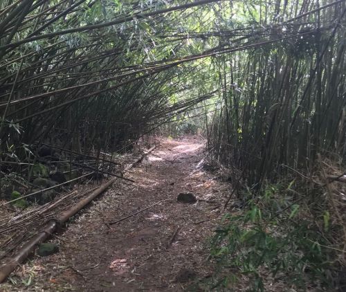 A narrow path through a dense bamboo forest, with tall bamboo stalks arching overhead.