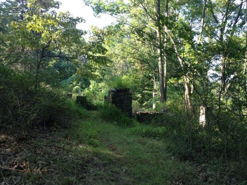 Overgrown path leading to stone ruins surrounded by trees and lush greenery.