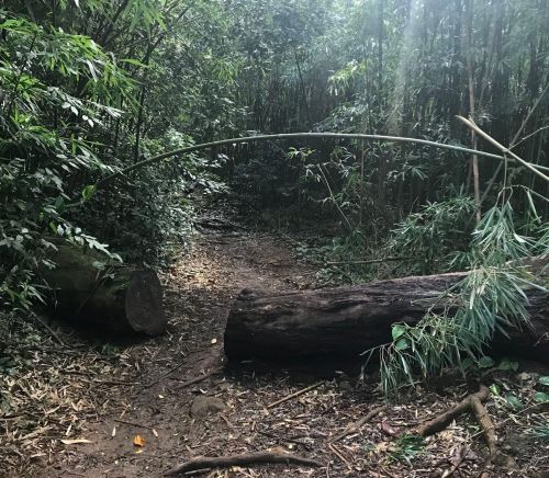 A narrow dirt path through a dense forest, with fallen logs and bamboo arching overhead.