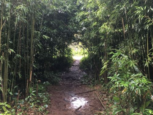 A narrow path through dense bamboo, leading to a bright, open area in the distance.