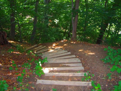 A winding wooden path through a lush green forest, surrounded by trees and foliage.