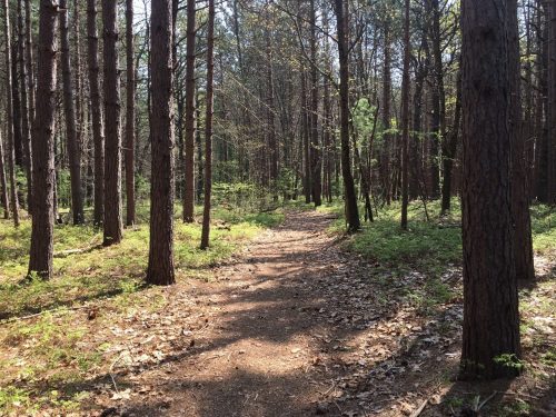 A sunlit forest path winding through tall trees and lush greenery.