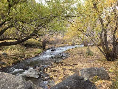 A serene stream flows through a forested area with autumn leaves and rocky banks, surrounded by trees.