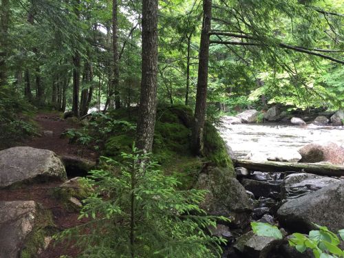 A serene forest scene with lush greenery, rocks, and a flowing river, creating a peaceful natural setting.