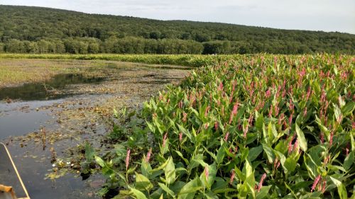 Lush green wetlands with pink flowers, surrounded by trees and a calm water surface under a clear sky.