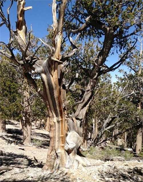 A gnarled tree with striking bark patterns stands among other trees in a rocky landscape under a clear blue sky.