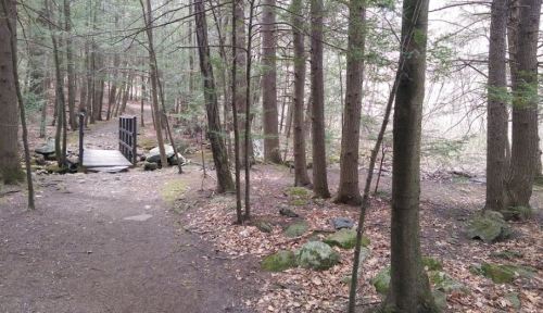 A serene forest path with a wooden bridge, surrounded by tall trees and scattered rocks, leading to a calm water view.