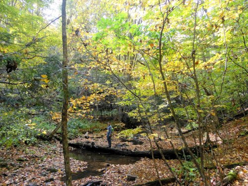 A person stands on a fallen log in a vibrant forest with autumn leaves and a small stream.