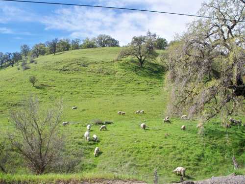 A lush green hillside with sheep grazing under a blue sky and scattered trees.