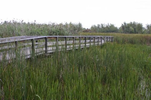 A wooden boardwalk stretches through tall green reeds in a wetland area under a cloudy sky.