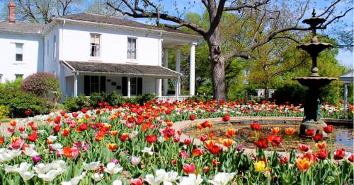 A beautiful garden filled with colorful tulips surrounds a white house and a fountain on a sunny day.