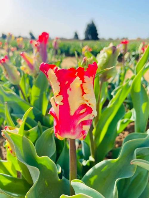 A vibrant red and yellow tulip stands tall among a field of green leaves and other blooming flowers under a clear blue sky.