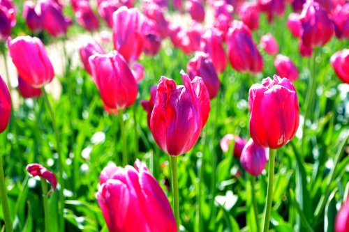 A vibrant field of pink tulips blooming amidst lush green leaves under bright sunlight.
