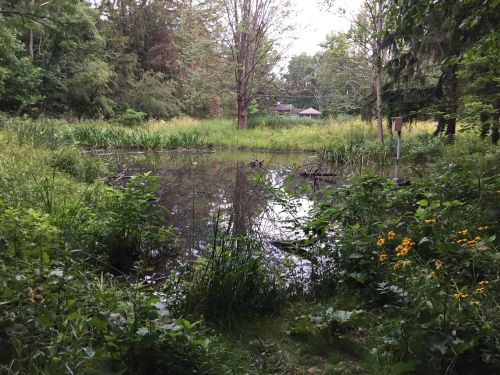 A serene pond surrounded by lush greenery and wildflowers, with trees and a cabin visible in the background.