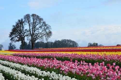 A vibrant field of tulips in various colors, with two trees in the background under a clear blue sky.