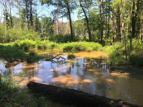 A serene wetland scene with still water, lush greenery, and fallen logs under a clear blue sky.