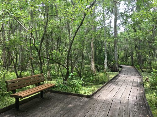A wooden boardwalk winds through a lush green forest, with a bench on the side surrounded by trees and foliage.