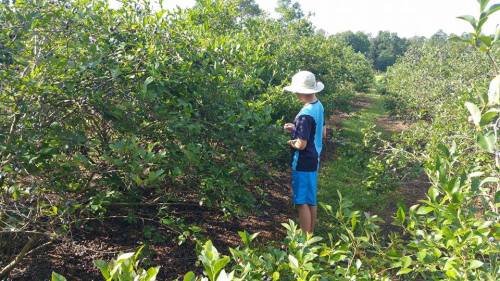 A person in a hat stands among blueberry bushes, inspecting the plants in a sunny orchard.