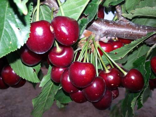 A close-up of ripe, red cherries hanging from a leafy branch.