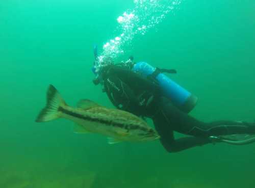 A diver swims underwater alongside a large fish in a greenish-blue environment. Bubbles rise around them.