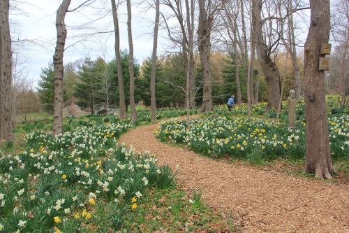 A winding path through a forest filled with blooming daffodils and trees, creating a serene, natural landscape.