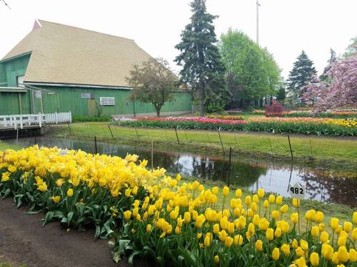 A vibrant garden with yellow tulips in the foreground, a pond, and a green barn in the background surrounded by colorful flowers.