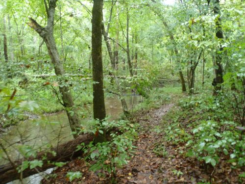 A lush, green forest with a winding path beside a small creek, surrounded by trees and fallen leaves.