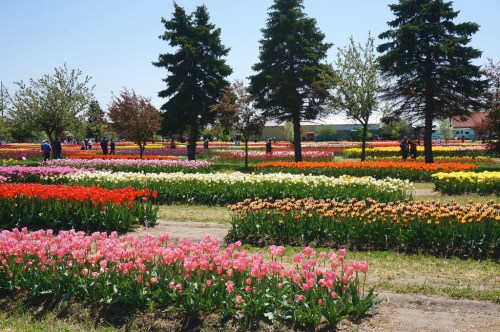 A vibrant field of blooming tulips in various colors, with trees and people enjoying the scenery on a sunny day.