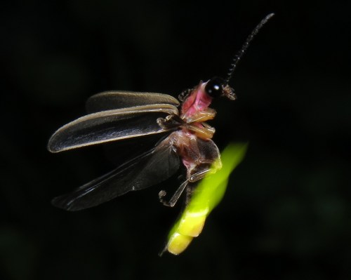 alt