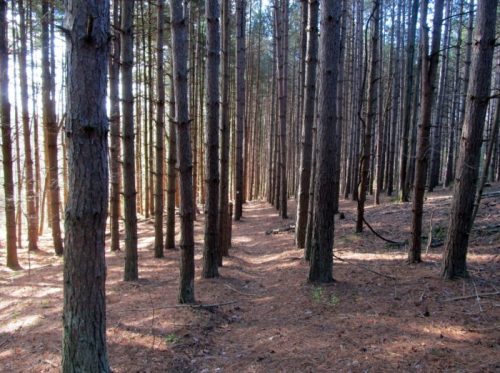 A serene forest scene with tall pine trees lining a narrow path, sunlight filtering through the branches.