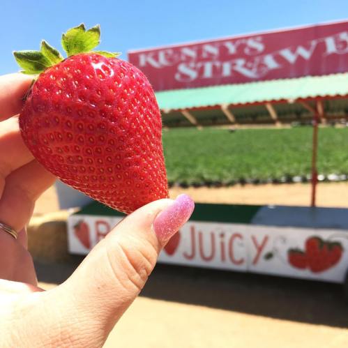 A hand holding a large, ripe strawberry in front of a strawberry farm sign.