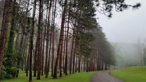 A misty forest path lined with tall pine trees and lush green grass on a foggy day.