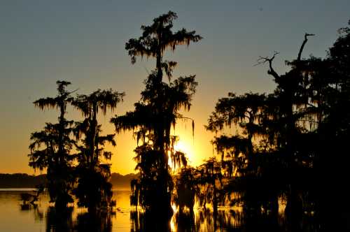 Silhouetted cypress trees with Spanish moss against a vibrant sunset over a calm lake.