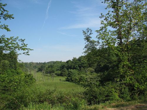 A serene landscape featuring lush green trees and a clear blue sky over a grassy field.