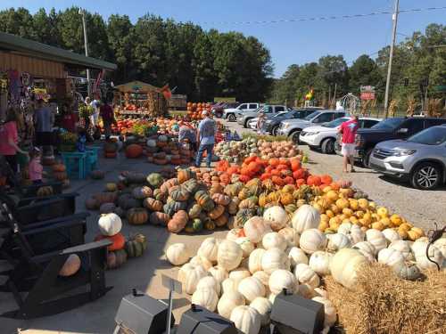 A vibrant pumpkin patch with various pumpkins and gourds, people browsing, and cars parked nearby under a clear sky.