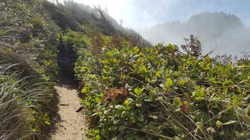 A narrow path winds through lush greenery and shrubs, leading into a misty, forested area.